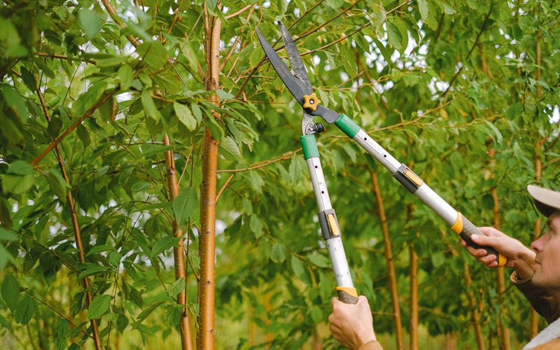 Tree trimming in Mohall, ND